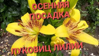 ОСЕННЯЯ ПОСАДКА ЛУКОВИЦ ЛИЛИЙ. КОГДА И КАК САЖАТЬ.МОЙ МЕТОД ПОСАДКИ С ПРИМЕНЕНИЕМ ПЕСКА.