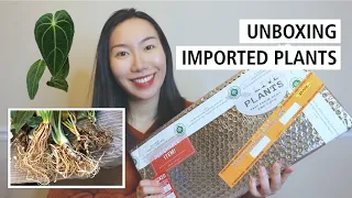 Unboxing 8 Rare (Uncommon) Plants from Indonesia! Plant Haul & Plant Mail from Aroid Market