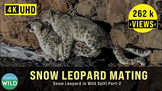 Snow Leopard - A  Love Story in Wild Spiti