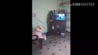 Dog watching "I am Legend " movie