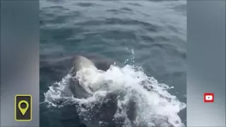 Рыбак отбился от акулы шваброй (Fisherman mop strayed from shark)