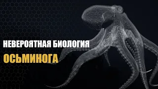 Невероятная биология Осьминога