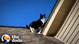 Family's Stubborn Cat Refuses To Get Off The Roof | The Dodo