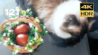 Cutest Cats. Tikhon and Misha's Daily Delights / Episode 121