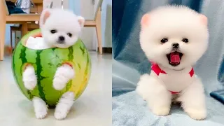 Tik Tok Chó Phốc Sóc Mini 😍 Funny and Cute Pomeranian #157