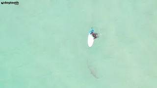 Surfer Accidentally Jumps On Top of Shark || Dogtooth Media