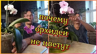 Почему орхидея не цветёт 😟Как заставить цвести орхидею в домашних условиях