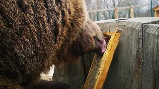 Медведь Мансур и Алтайский мед от Виктора Леоновича
