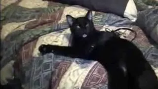 Talking Kitty Cat 1 -Wake up kitty!