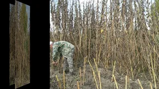 Очень высокий урожай Топинамбура