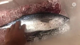 Catch and Cook Bonito