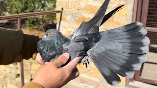 Николаевские голуби в Воробьево, Крым 2023