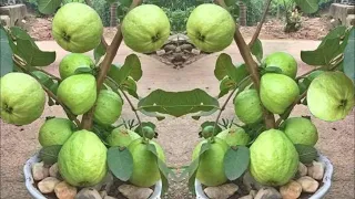 Way on How To Grow Guava Tree Cutting 100% Success