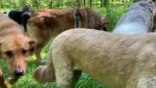 Der Packman Dogwalker Berlin