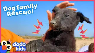 You Won’t Believe Where Rescuers Found This Puppy | Rescued! | Dodo Kids