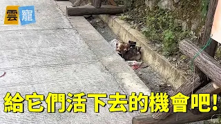 Five puppies on the roadside snuggled together,  A woman saw them and brought them food every day!