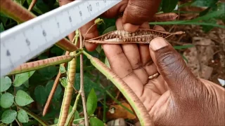 ASMA   Cassia occidentalis   AS 18