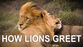 How Lions greet each other: Father & Son meet for evening hunt | Real life lion king moment