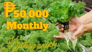 Hydroponics or Modern Farming in the Philippines | How to start a simple hydroponics?