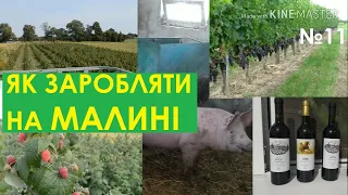 Сбор малины на поле, доход из ягод. Семья в селе архив 2017.