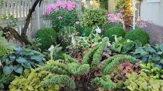 Вхідна зона саду:чотири сезони🌿Топіарна стрижка хвойних🌲Штамбові рослини.Ялівець ГолдСтар.Цибулькові