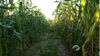 Confira dicas de cuidados na produção de milho verde