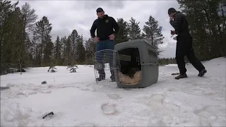 Watch rare lynx caught in Michigan return to the wild