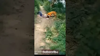 tiger attack in man #shortvideo #shorts