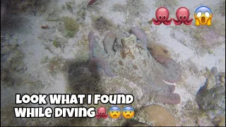 #4 Night diving in Negril [Octopus, Squids, Rays, Crabs, Lobsters] Epic and fun diving