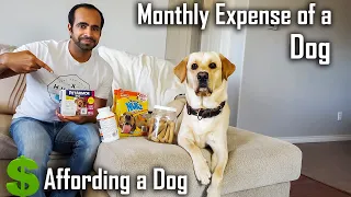 Cost of Owning a Labrador | Dog Rakhne ka Kitna Kharcha Hota Hai?