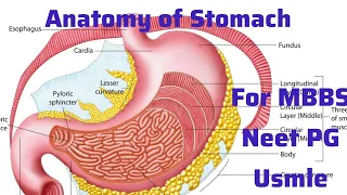 Anatomy of Stomach For MBBS students, Neet PG, Usmle I Neet Usmle Preparation