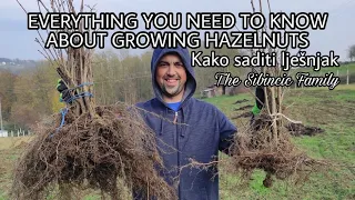 EVERYTHING YOU NEED TO KNOW ABOUT GROWING HAZELNUTS | HOW TO PLANT HAZELNUTS | KAKO SADITI LJEŠNJAK