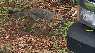 Homeowner fights off rabid fox