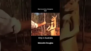 Malcolm Douglas Kangaroo fight #australia #kangaroo #aussie #aussiethings #fyp #wildlife #animals