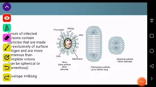 Hepatitis B virus-HBV "ASM minds“