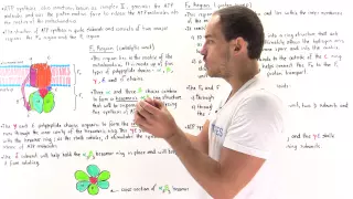 Structure of ATP Synthase (Complex V)