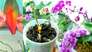 How do orchids die? Cunning orchid growers are hiding these terrible secrets.