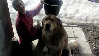 Опять с РОГАМИ🐐Банда🐐 Поим, Кормим КОЗЛЯТ🐐 Участь Толстого🐕Щеночки🐕 Козьи травы🐐Кощей Бессмертный