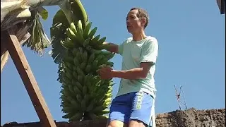 O MAIOR CACHO DE BANANA DO MUNDO?