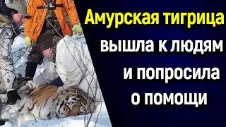 🌎 Амурская тигрица вышла к людям и попросила о помощи ⬇️