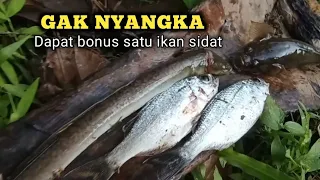 MANCING DI SUNGAI BANJIR ‼️ Bonus ikan sidat satu ekor #airkeruh #spotbanjiran #ikansidat