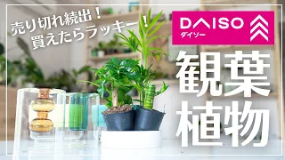 【即売れ必須】ダイソーのミニ観葉は今が買い！#観葉植物＃ダイソー