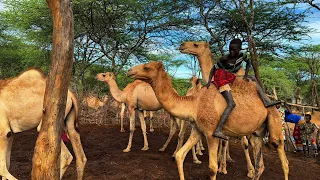 Daily  life in a Traditional  homestead/peaceful  village life