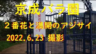 【京成バラ園開花状況】春バラの見頃は終わり、2番花と入れ替わる時期に入ったのかな。バラとアジサイのお散歩撮影に出かけてきました。鳥の鳴き声はホトトギスじゃなくてウグイスか！汗