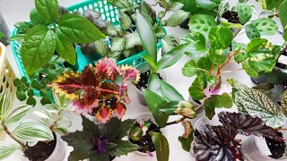 Комнатные цветы в марте/ Обзор молодых растений