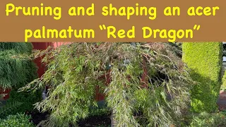 Pruning and Shaping a "Red Dragon" Japanese maple