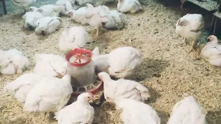 Цыплята КОББ 500, возраст 40 дней.Когда забивать цыплят бройлера.
