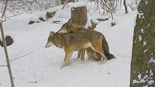 Adorable Red Wolf Love: Watch as One Lovingly Cleans Snow off His Mate