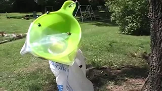 Homemade Japanese Beetle Trap