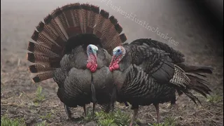 When the Fog tries to interfere with Turkey Hunting !